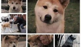 娱乐吃瓜酱怕狗大哥